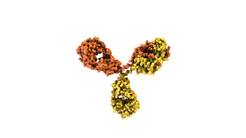 AMG_IMG_Bispecific Antibodies - Modality